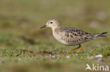 Buff-breasted Sandpiper (Tryngites subruficollis)