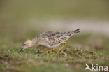 Buff-breasted Sandpiper (Tryngites subruficollis)