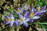 Boerenkrokus (Crocus tommasinianus)