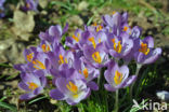 Early Crocus (Crocus tommasinianus)