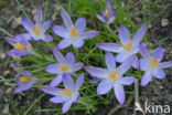 Early Crocus (Crocus tommasinianus)