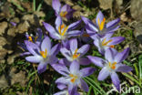 Early Crocus (Crocus tommasinianus)