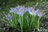 Boerenkrokus (Crocus tommasinianus)