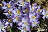 Boerenkrokus (Crocus tommasinianus)