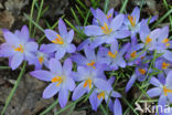 Boerenkrokus (Crocus tommasinianus)