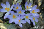 Boerenkrokus (Crocus tommasinianus)