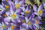 Boerenkrokus (Crocus tommasinianus)