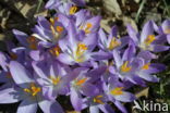 Early Crocus (Crocus tommasinianus)