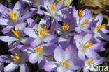 Early Crocus (Crocus tommasinianus)