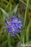 round-headed rampion (Phyteuma orbiculare)