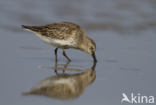 Bonte Strandloper (Calidris alpina)