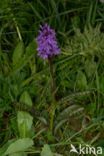 Common Spotted Orchid (Dactylorhiza maculata subsp. fuchsii)