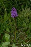 Bosorchis (Dactylorhiza maculata subsp. fuchsii)