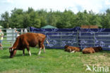 Burned Red Cow (Bos domesticus)