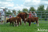 Burned Red Cow (Bos domesticus)