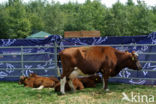 Burned Red Cow (Bos domesticus)