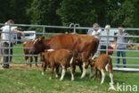 Burned Red Cow (Bos domesticus)