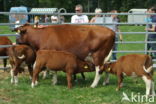 Burned Red Cow (Bos domesticus)