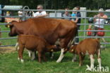 Burned Red Cow (Bos domesticus)