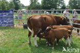 Burned Red Cow (Bos domesticus)