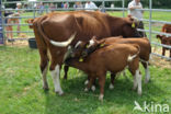 Burned Red Cow (Bos domesticus)