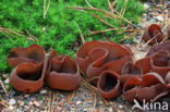Bay cup (Peziza badia)