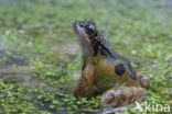 Common Frog (Rana temporaria)