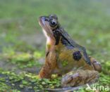 Common Frog (Rana temporaria)