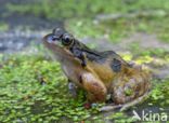 Common Frog (Rana temporaria)