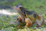 Common Frog (Rana temporaria)