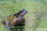 Common Frog (Rana temporaria)