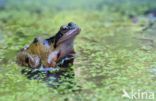 Common Frog (Rana temporaria)