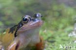 Common Frog (Rana temporaria)