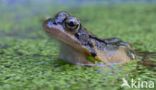 Common Frog (Rana temporaria)