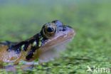 Common Frog (Rana temporaria)