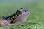 Common Frog (Rana temporaria)