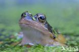 Common Frog (Rana temporaria)