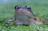 Common Frog (Rana temporaria)