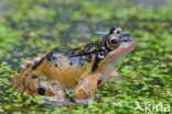 Common Frog (Rana temporaria)