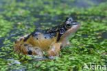 Common Frog (Rana temporaria)