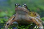 Common Frog (Rana temporaria)