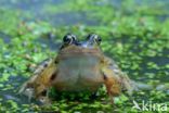 Common Frog (Rana temporaria)