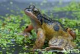 Common Frog (Rana temporaria)