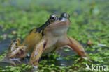 Common Frog (Rana temporaria)