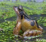 Common Frog (Rana temporaria)