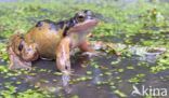 Common Frog (Rana temporaria)