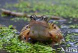 Common Frog (Rana temporaria)