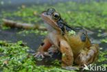 Common Frog (Rana temporaria)