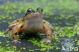 Common Frog (Rana temporaria)