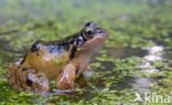 Common Frog (Rana temporaria)